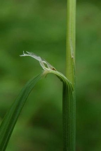 Calamagrostis varia