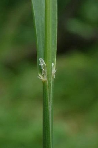 Calamagrostis varia