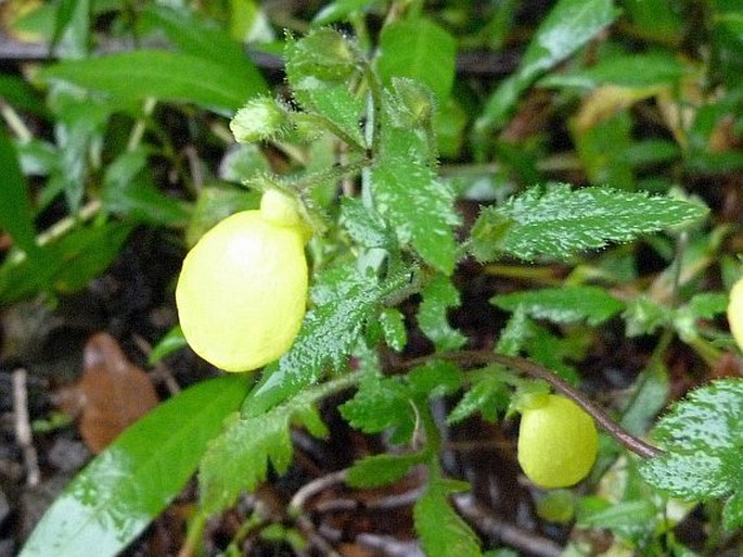 CALCEOLARIA TRIPARTITA Ruiz et Pav. – pantoflíček