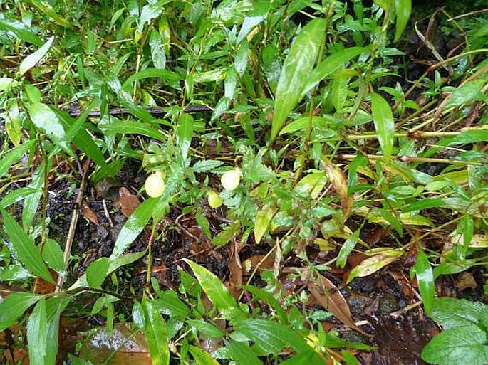 Calceolaria tripartita