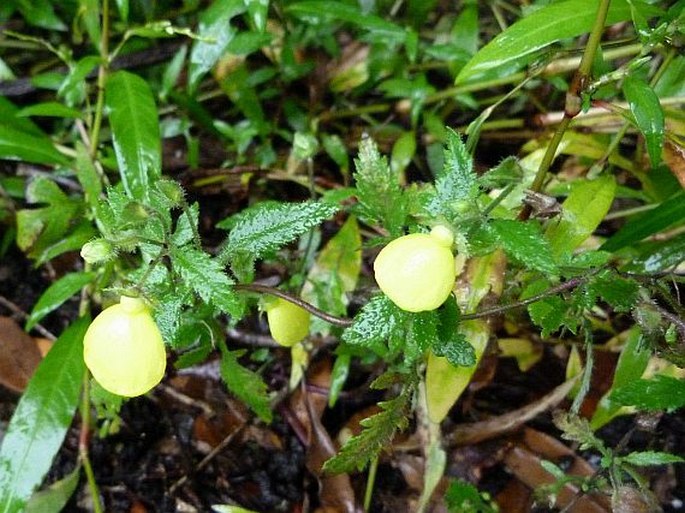 Calceolaria tripartita