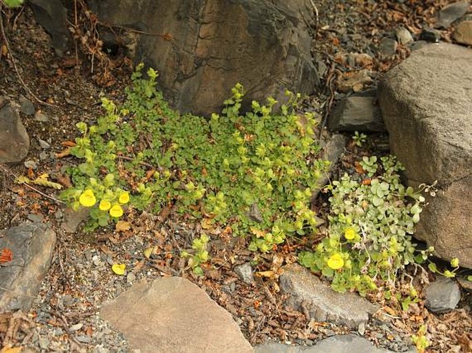 Calceolaria tenella