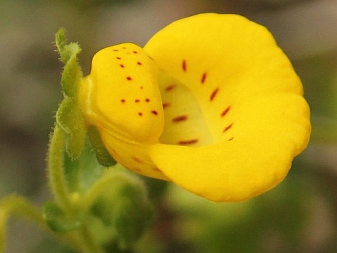 Calceolaria tenella