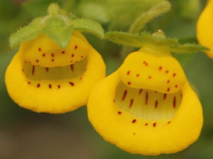 Calceolaria tenella