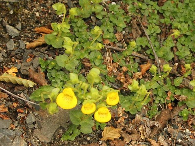 Calceolaria tenella