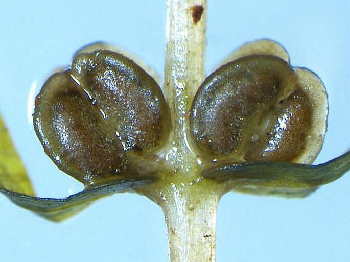 Callitriche hermaphroditica subsp. hermaphroditica