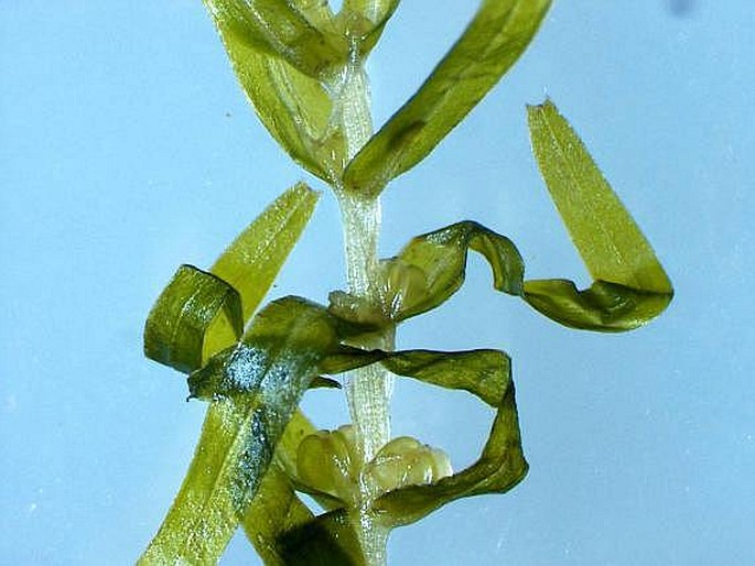 Callitriche hermaphroditica subsp. hermaphroditica