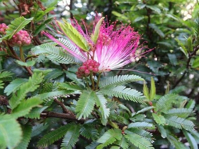 Calliandra brevipes