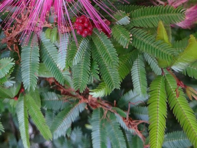 Calliandra brevipes