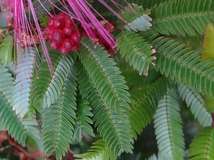 Calliandra brevipes