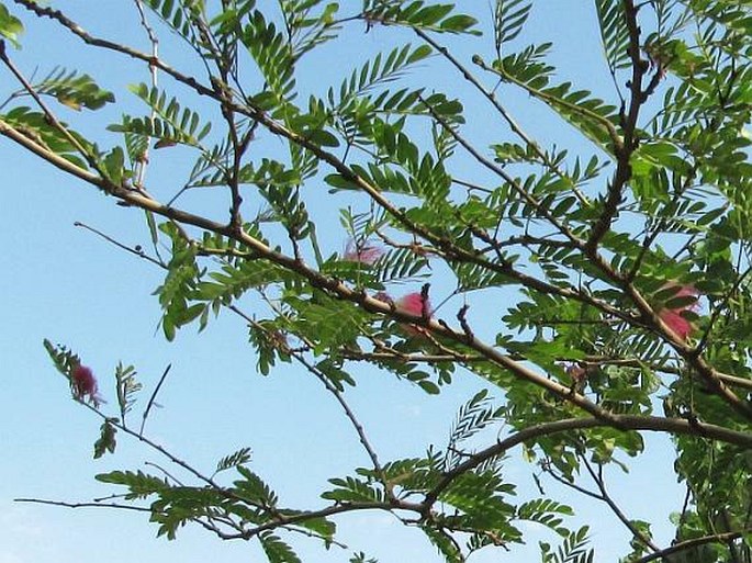 Calliandra surinamensis