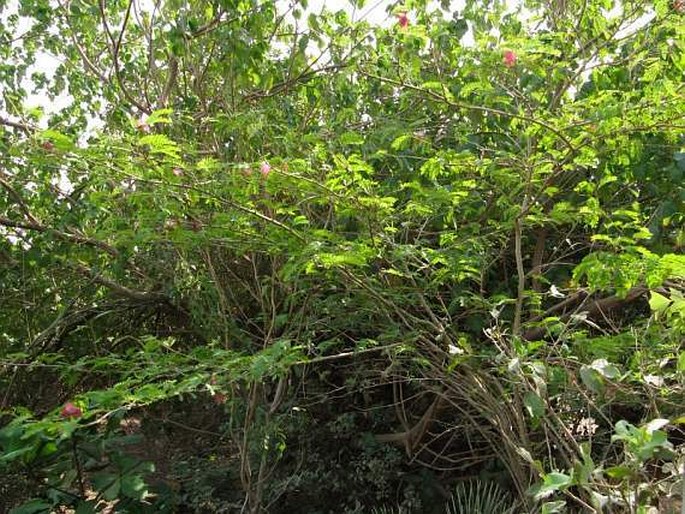 Calliandra surinamensis