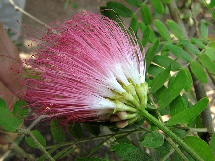 Calliandra surinamensis