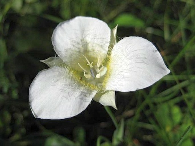 Calochortus apiculatus