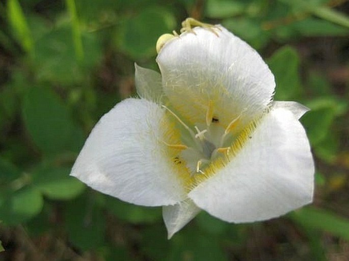 Calochortus apiculatus