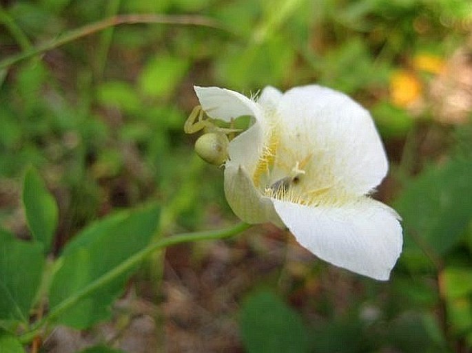 Calochortus apiculatus