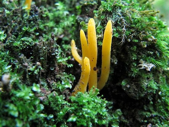 Calocera cornea