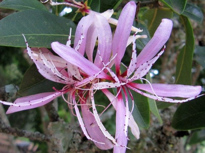 Calodendrum capense