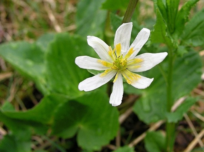 Caltha leptosepala