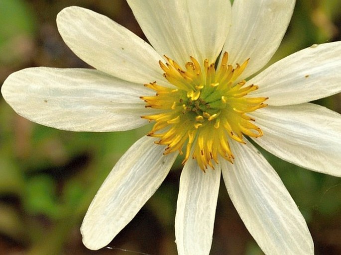 Caltha leptosepala