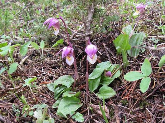 Calypso bulbosa