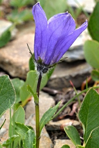 Campanula lasiocarpa