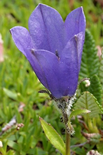 Campanula lasiocarpa