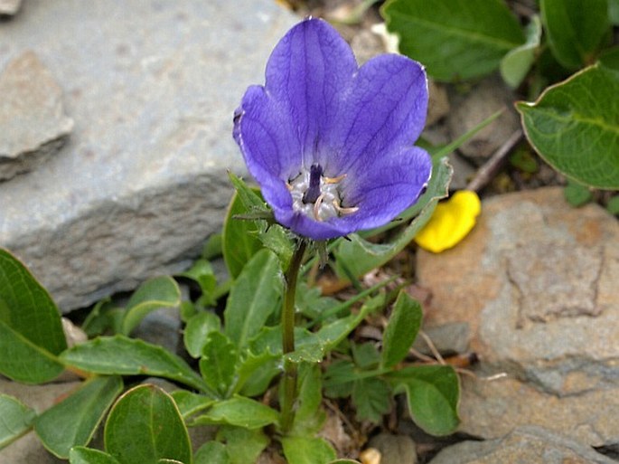 Campanula lasiocarpa