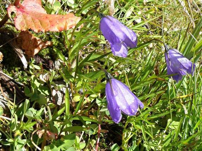 Campanula scheuchzeri