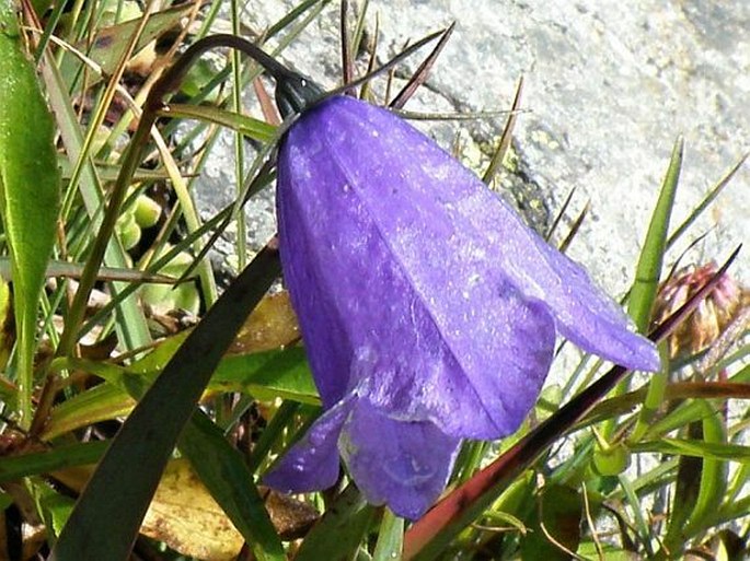 Campanula scheuchzeri