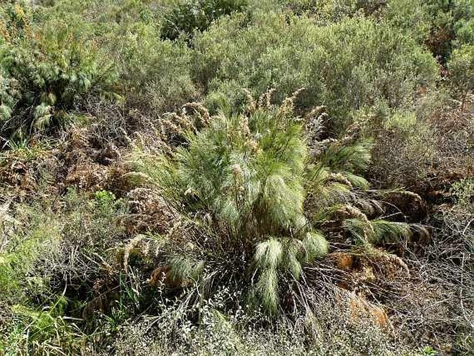 Cannomois virgata