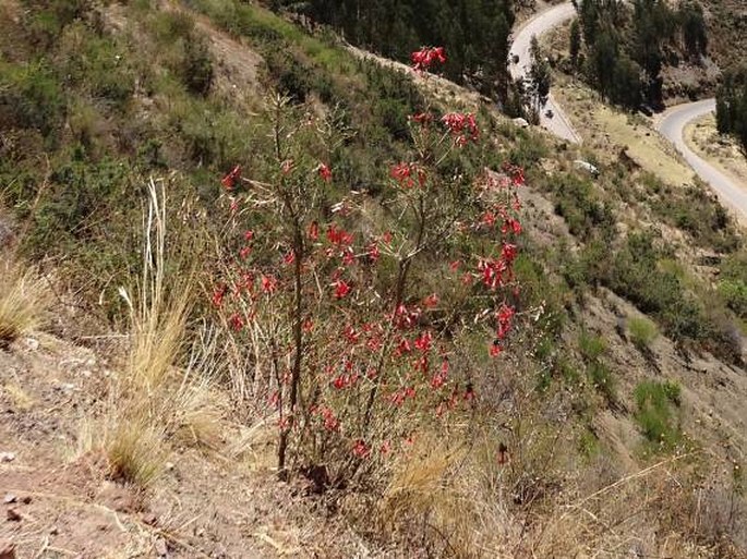 Cantua buxifolia