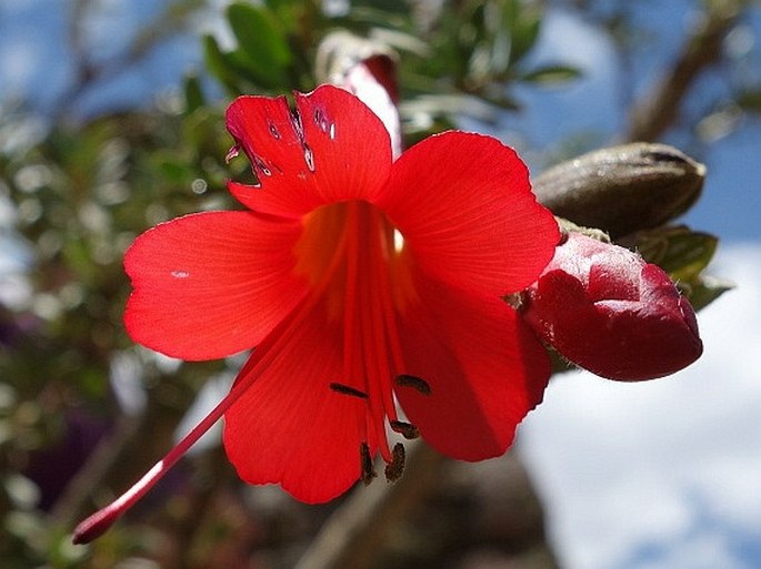 Cantua buxifolia