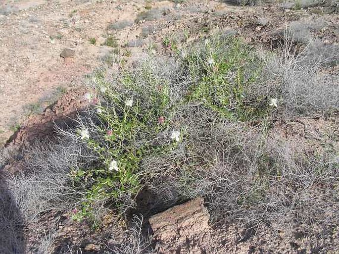 Capparis mucronifolia