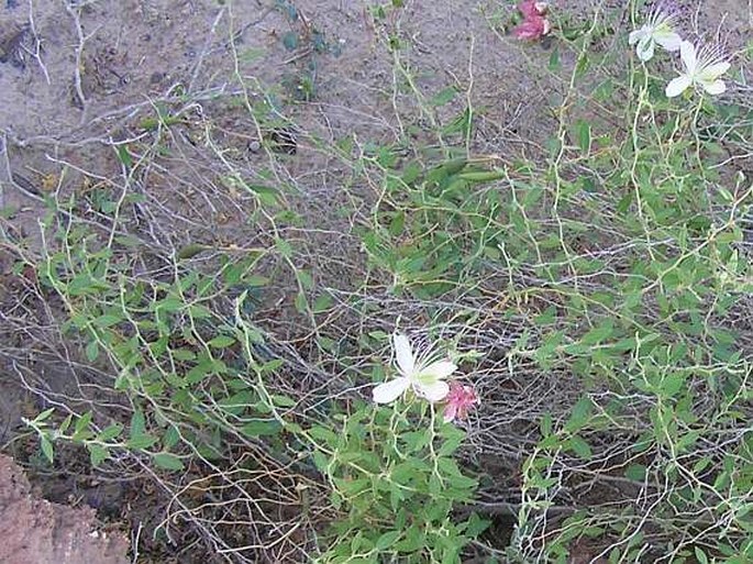 Capparis mucronifolia