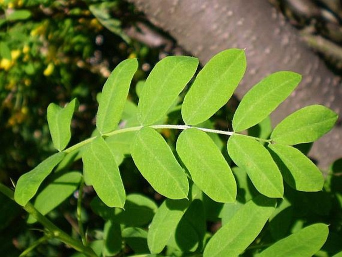 Caragana arborescens