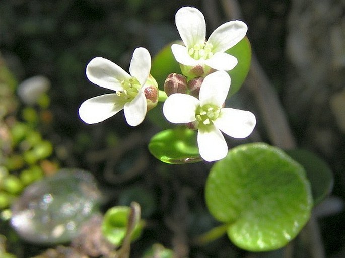 Cardamine bellidifolia subsp. alpina