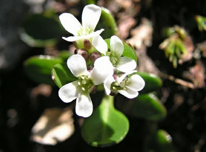 CARDAMINE BELLIDIFOLIA subsp. ALPINA (Willd.) Jaer – řeřišnice / žerušnica