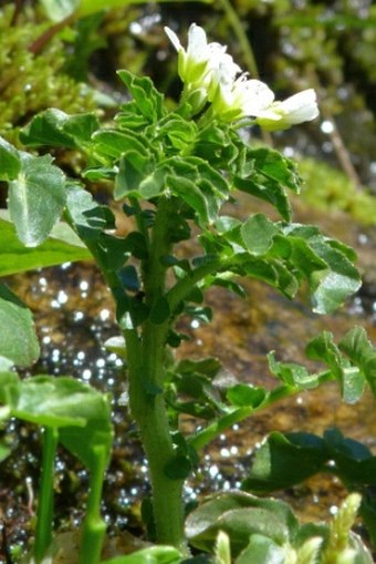 Cardamine amara subsp. opicii