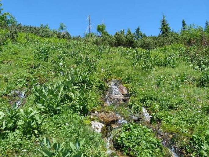 Cardamine amara subsp. opicii