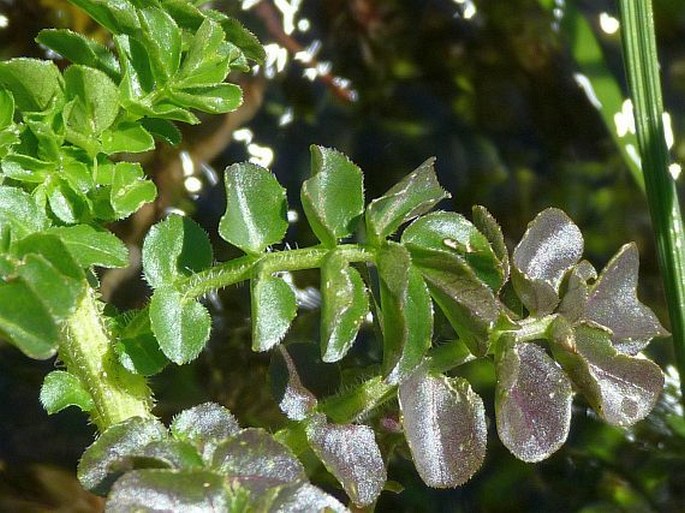 Cardamine amara subsp. opicii