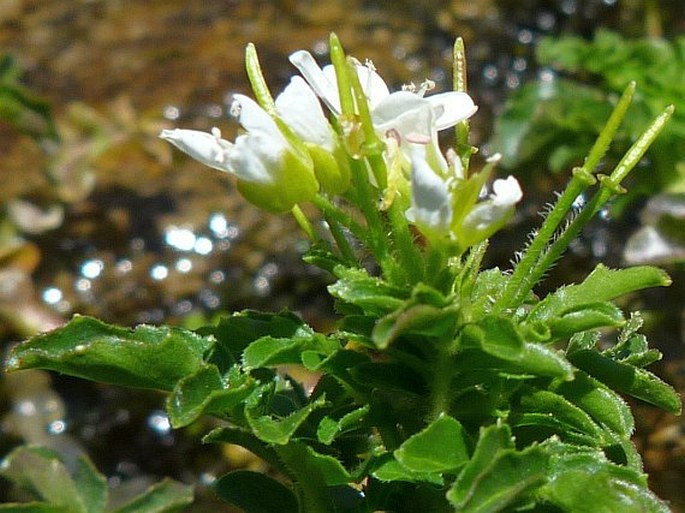 Cardamine amara subsp. opicii