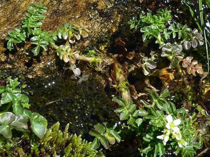 Cardamine amara subsp. opicii