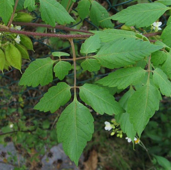 Cardiospermum grandiflorum