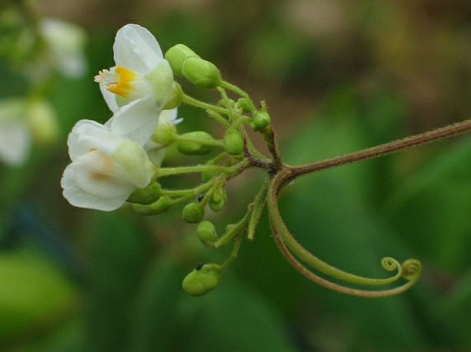 Cardiospermum grandiflorum