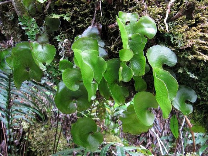 Hymenophyllum nephrophyllum