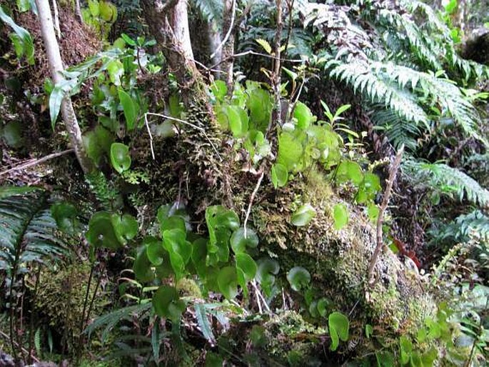 Hymenophyllum nephrophyllum