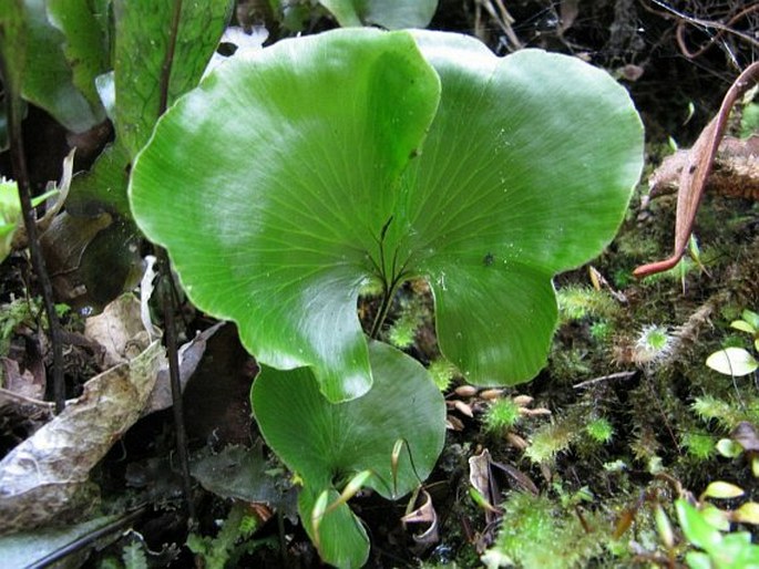 Hymenophyllum nephrophyllum