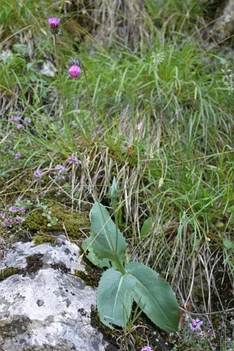 Carduus defloratus subsp. glaucus