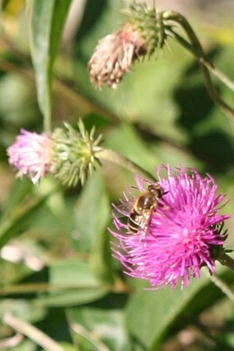 Carduus defloratus subsp. glaucus